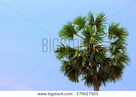 Borassus Flabellife Known As Doub, Palmyra Or Tala Palm, Toddy Palm, Wine Palm Or Ice Apple On Blue 