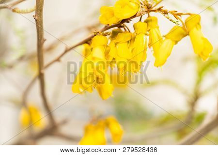 Bright Yellow Kowhai Flowers Close-up In Selective Focus.