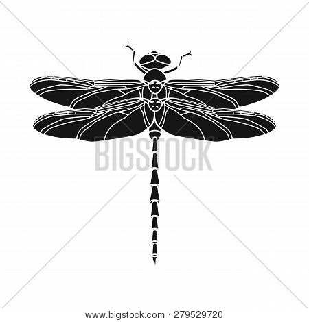 Isolated Object Of Insect And Fly Symbol. Set Of Insect And Element Vector Icon For Stock.