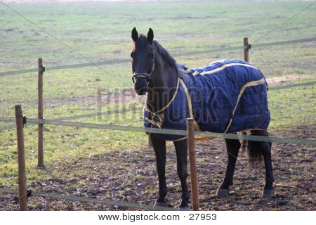Carreras de caballos con capa