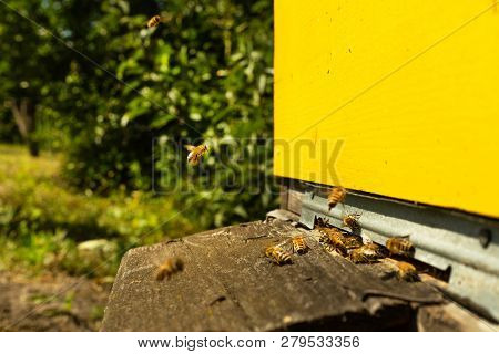 Bees Fly To The Hive And Carry Pollen One After The Other In Summer Days