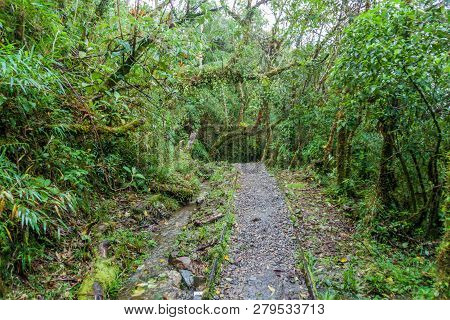 Hiking Trail In National Park Podocarpus, Ecuador