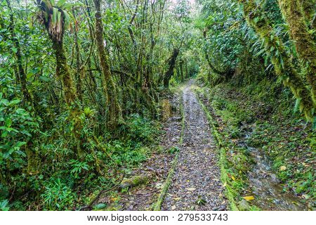 Hiking Trail In National Park Podocarpus, Ecuador