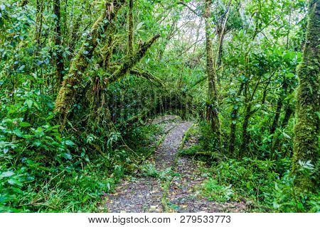 Hiking Trail In National Park Podocarpus, Ecuador