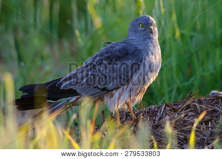 Montagus Harrier Posing On Hay Stock In The Morning