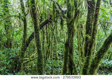 Cloud Forest In National Park Podocarpus In Southern Ecuador