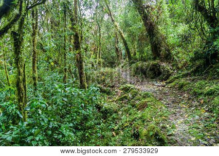 Hiking Trail In National Park Podocarpus, Ecuador