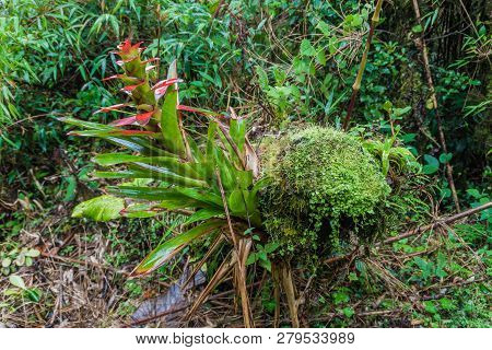 Bromeliad In National Park Podocarpus In Southern Ecuador