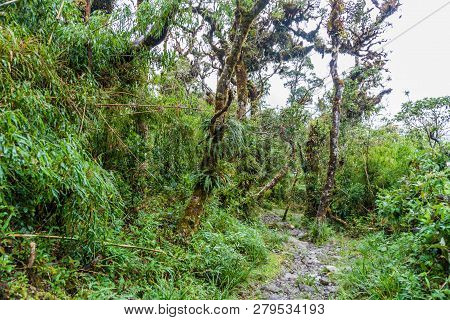 Trekking Trail In National Park Podocarpus In Southern Ecuador