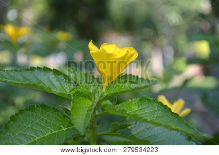 ํyellow Alder, Turnera Sp., Central Of Thailand