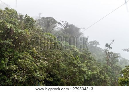 Cloud Forest In National Park Podocarpus In Southern Ecuador