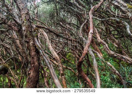 Forest Of Polylepis Trees In National Park Cajas, Ecuador