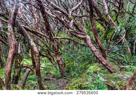 Forest Of Polylepis Trees In National Park Cajas, Ecuador