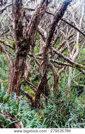 Forest Of Polylepis Trees In National Park Cajas, Ecuador