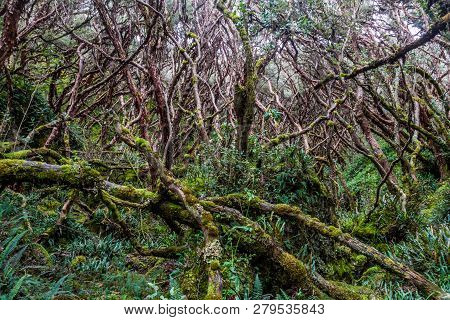 Forest Of Polylepis Trees In National Park Cajas, Ecuador