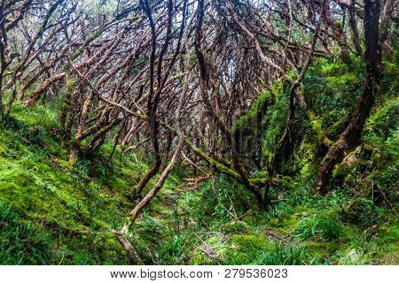 Forest Of Polylepis Trees In National Park Cajas, Ecuador