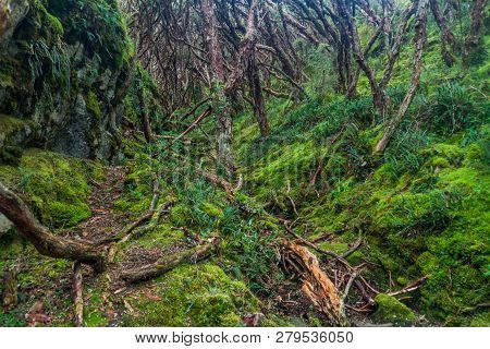 Forest Of Polylepis Trees In National Park Cajas, Ecuador