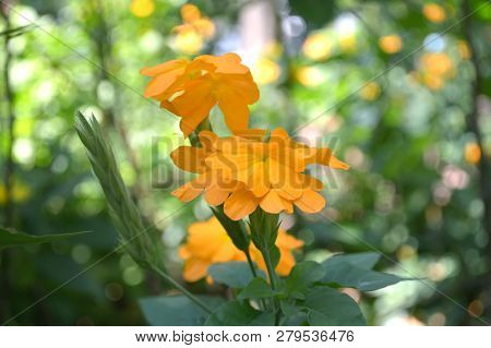 Orange Crossandra Flower, Crossandra Sp., Central Of Thailand