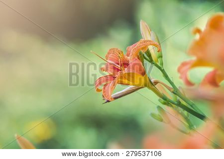 Hippeastrum Johnsonii Bury Beautiful Flower. Background, Color