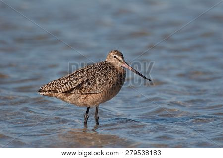 Marbled Godwit, Limosa Fedoa, On The Shallows Of Fort De Soto State Park, Florida.