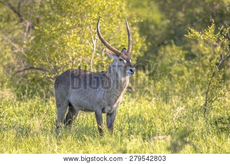 Waterbuck (kobus Ellipsiprymnus) In Kruger National Park South Africa