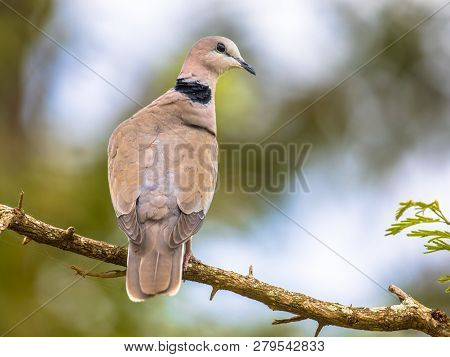 Cape Turtle Dove (streptopelia Capicola) Perched On Branch With Bright Background