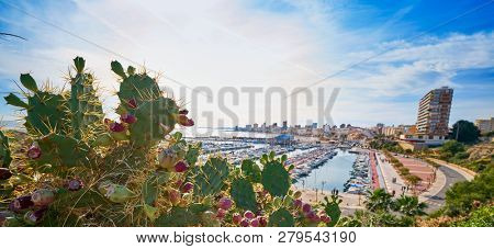 El Campello skyline and marina in Alicante at Costa Blanca focus in foreground cactus