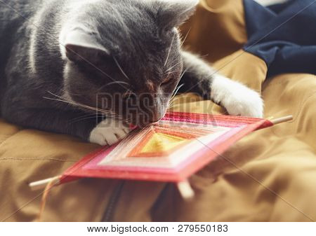 Cute Grey Cat Interested Playing With A Mascot Of Thread