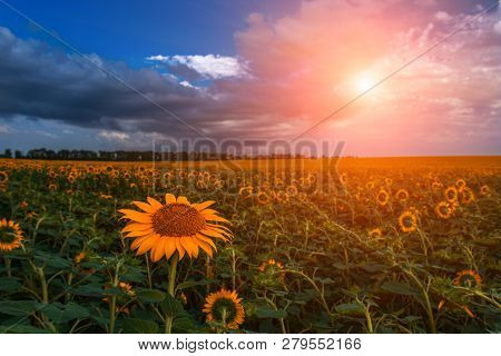 Sunflower Summer Flower Close-up, Against A Background Of Clouds At Sunset. Agroculture, Harvest.