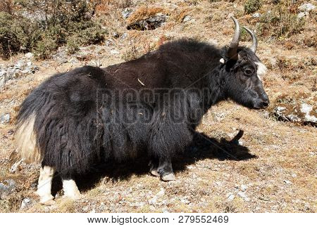 Black Yak (bos Grunniens Or Bos Mutus) On The Way To Everest Base Camp - Nepal