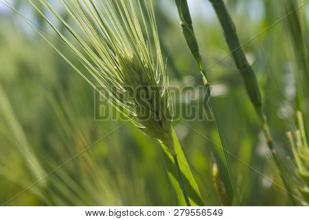 Fresh Unripe Green Ear Of Hard Wheat In The Field.