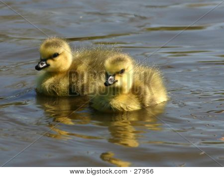 Baby-Gänse