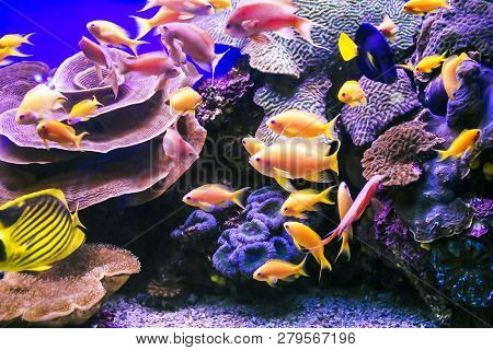 These Are Inhabitants Of Coral Reefs (a Flock Of Golden Antias) In Aquarium.