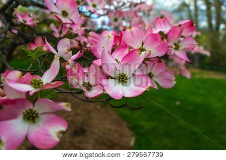 Beauriful Flowers In The Garden In Spring