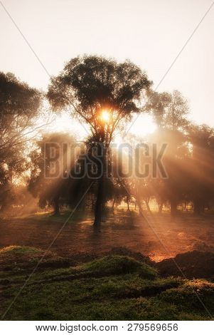 Morning Sun Rays In Autumn Park Scene