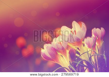 Close Up Photo Of A Wildflowers With Pastel Color