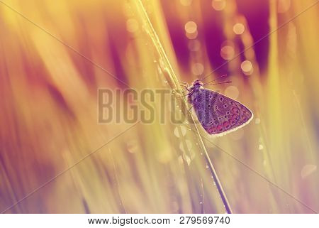Close Up Photo Of A Colorful Butterfly On A Grass