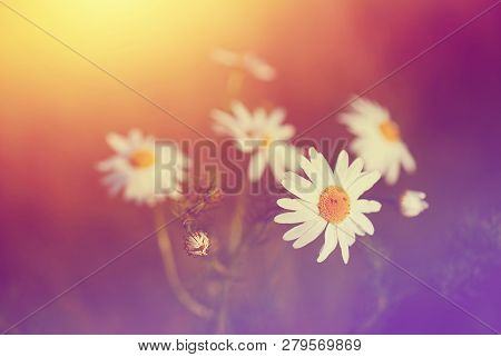 Close Up Photo Of A Wildflowers With Pastel Color