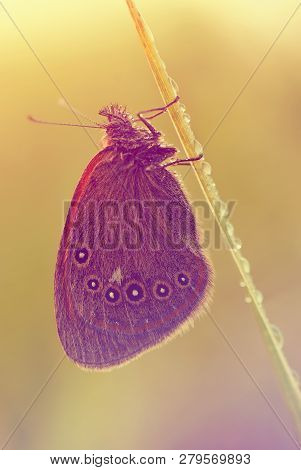 Close Up Photo Of A Colorful Butterfly On A Grass