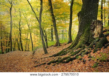 Big Tree Roots In The Autumn Forest