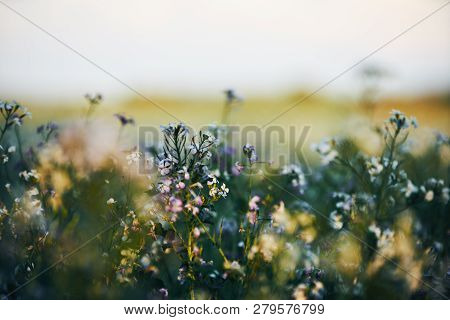 Field Planting At Sunset. White And Lila Purple Flowers In The Front, Detail With Bokeeh