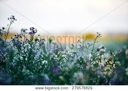 Field Planting At Sunset. White And Lila Purple Flowers In The Front, Detail With Bokeeh