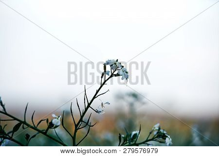 Field Planting At Sunset. White And Lila Purple Flowers In The Front, Detail With Bokeeh