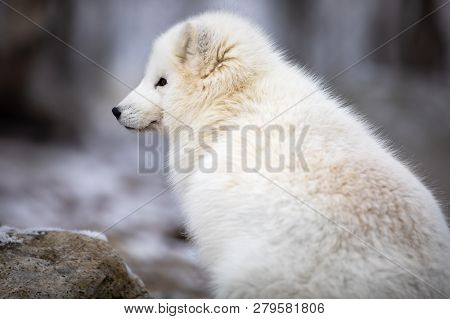Beautiful Arctic Fox In White Winter Coat Sitting