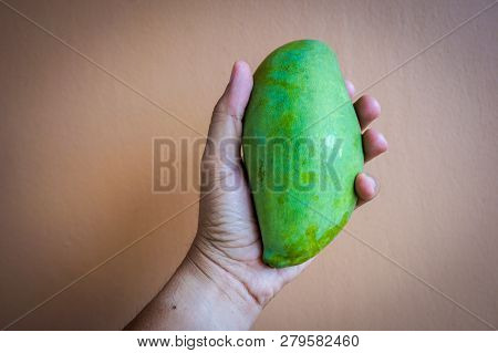 Woman Holding A Mango In Her Hand.mangoes Contain High Level Of Vitamin C, Fibre And Pectin Making I