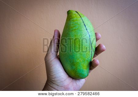 Woman Holding A Mango In Her Hand.mangoes Contain High Level Of Vitamin C, Fibre And Pectin Making I