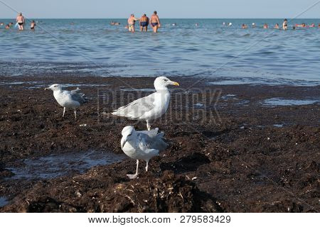 Seagulls Walk On Dirty From Algae Shore After Storm. Arabat Spit In The Azov Sea. August 2018