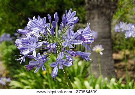 A Gorgeous Blue Agapanthus Lilly, Latin Name Agapanthus Umbellatus, Blooming In The Mediterranean Su