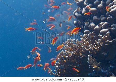 Shoal Of Lyretail Anthias And Arabian Chromis Over Net Fire Coral On Coral Reef In Red Sea Off Sharm