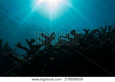 Sun Over Endangered Elkhorn Coral On Coral Reef At Looe Key, Florida Keys